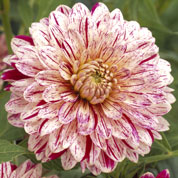 Dalia Decorativa 'Smokey'